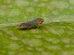 Macugonalia cavifrons