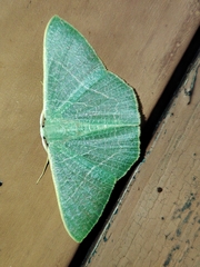 Pelagodes antiquadraria