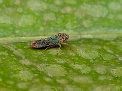 Macugonalia cavifrons