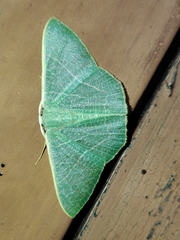 Pelagodes antiquadraria