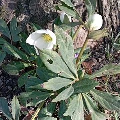 Helleborus