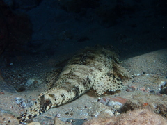 Papilloculiceps longiceps