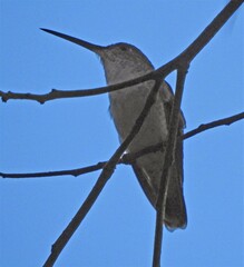 Elliotomyia chionogaster