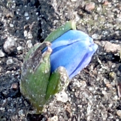 Scilla siberica