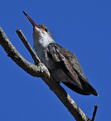Elliotomyia chionogaster