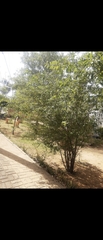 Punica granatum