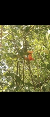 Punica granatum