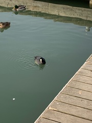 Fulica atra