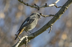 Phoenicurus ochruros