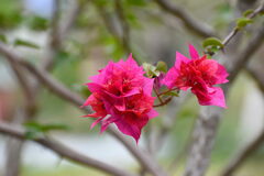 Rhododendron arboreum