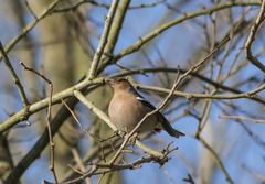 Fringilla coelebs
