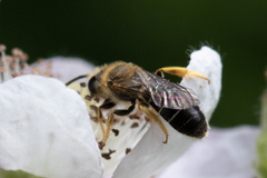 Halictus rubicundus