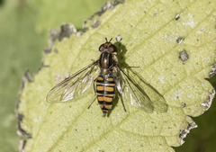 Episyrphus balteatus