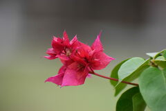 Rhododendron arboreum