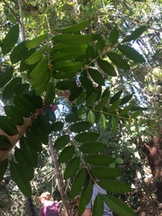 Simarouba