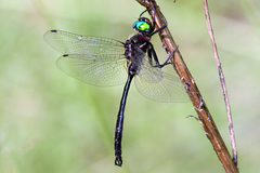 Somatochlora tenebrosa