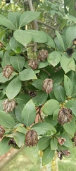 Dais cotinifolia