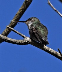 Elliotomyia chionogaster