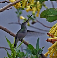 Elliotomyia chionogaster