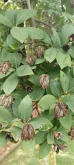 Dais cotinifolia