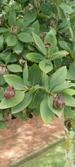 Dais cotinifolia