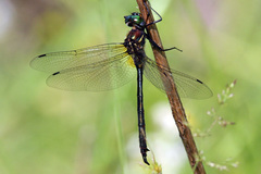 Somatochlora tenebrosa