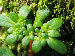 Sedum actinocarpum