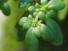 Sedum actinocarpum