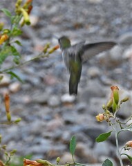 Elliotomyia chionogaster