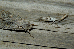Ypsolopha asperella