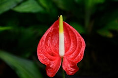 Anthurium andraeanum