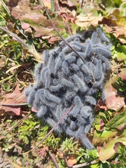 Thaumetopoea herculeana