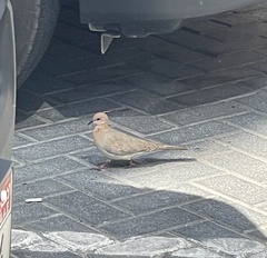 Streptopelia senegalensis