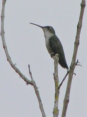Elliotomyia chionogaster