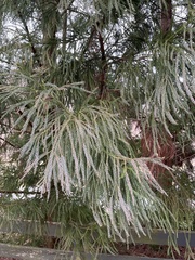 Cryptomeria japonica