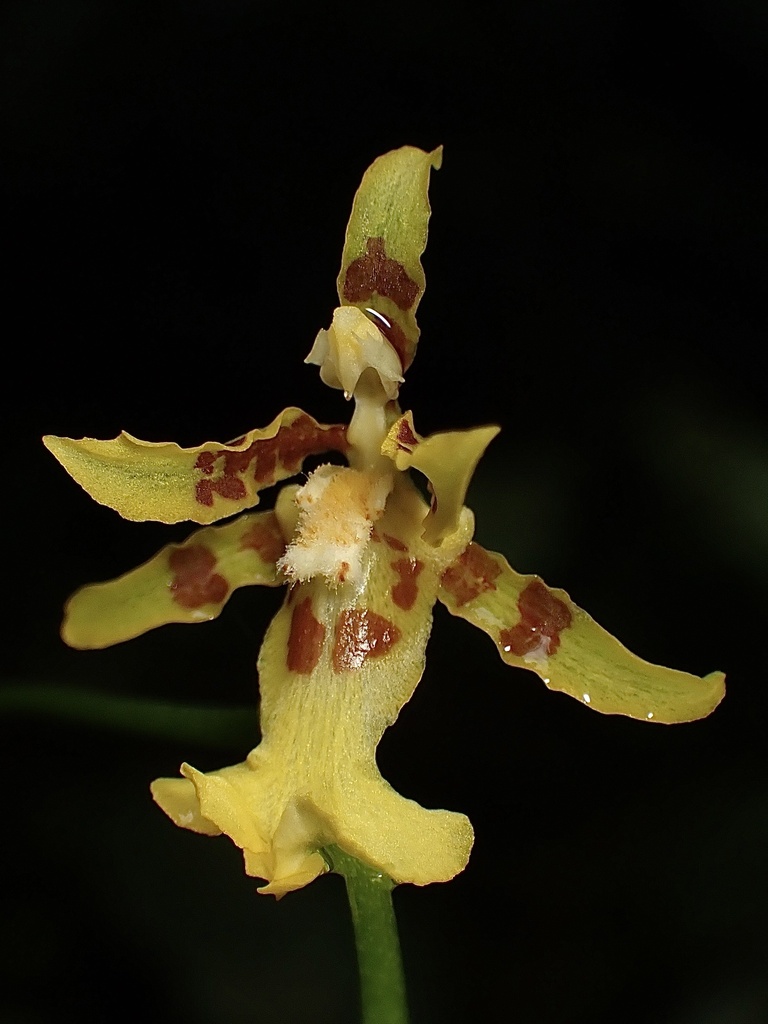Oncidium hapalotyle
