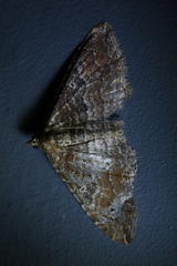 Orthonama obstipata