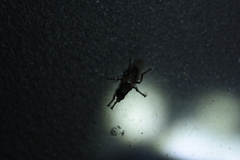 Coelopidae