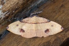 Hypochrosis flavifusata