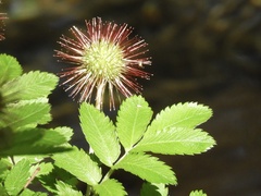 Acaena ovalifolia