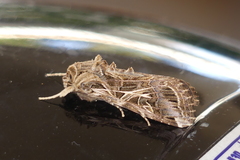 Spodoptera litura