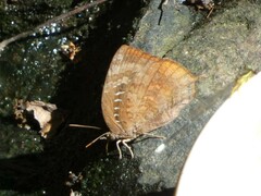 Arhopala
