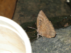 Arhopala