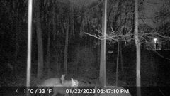 Odocoileus virginianus