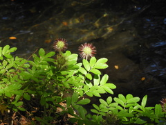Acaena ovalifolia