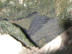 Pterygoplichthys