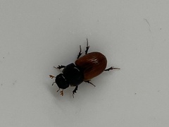 Aphodius