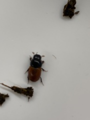 Aphodius