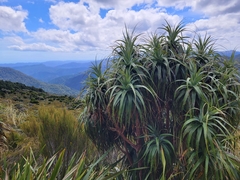 Dracophyllum traversii