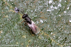 Eurytominae